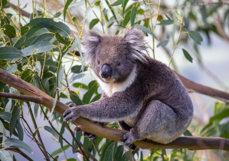 Melbourne: Great Ocean Road & Wildlife Tour for Backpackers - Who Should Consider This Tour?