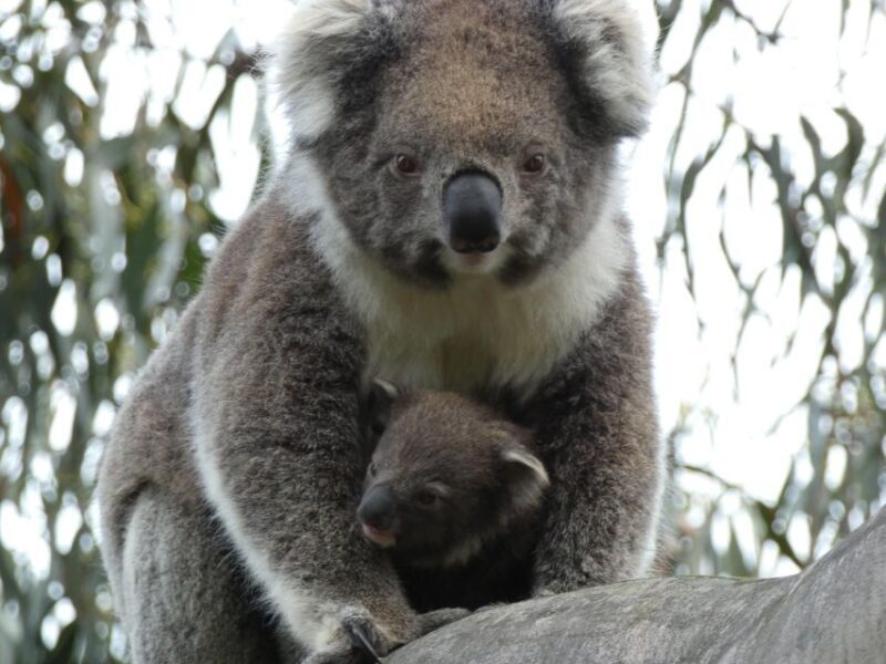 Melbourne: Great Ocean Road & Wildlife Tour for Backpackers - Final Thoughts