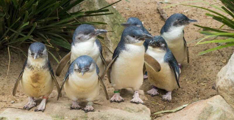 Melbourne: Healesville Sanctuary & Phillip Island Tour - Exploring the Itinerary in Depth