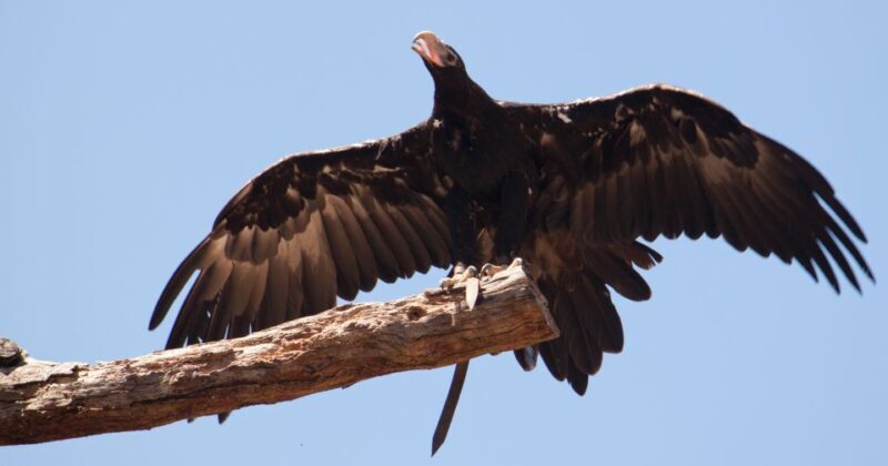 Melbourne: Healesville Sanctuary & Phillip Island Tour - FAQ