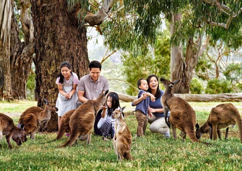 Melbourne Highlights & Aussie Wildlife Express Tour - Encountering Australian Wildlife at Moonlit Sanctuary