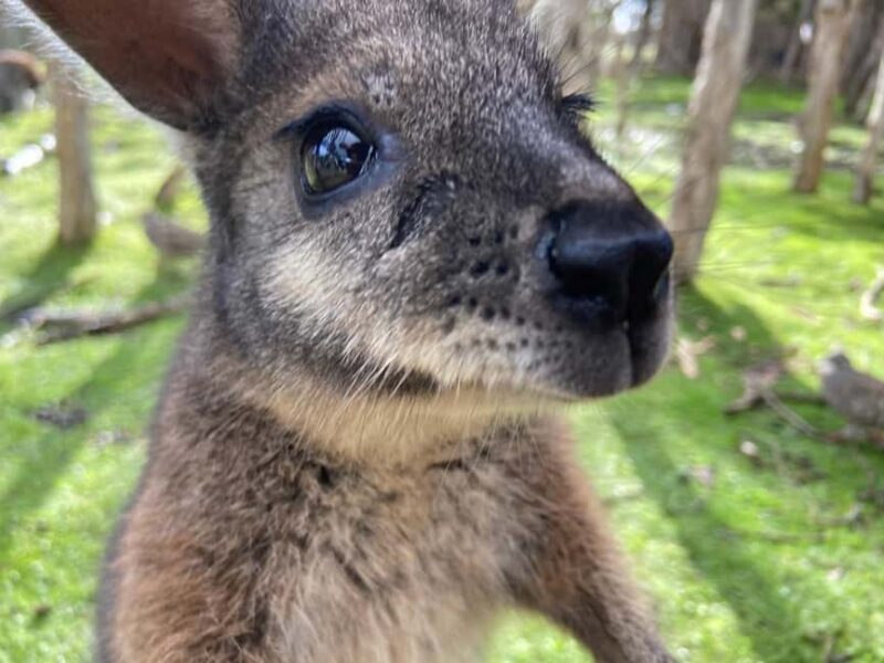 Melbourne Highlights, Moonlit and Penguin Parade Day Tour - The Return Trip