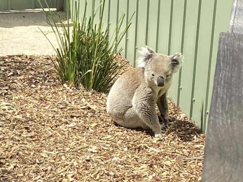Melbourne: Moonlit Sanctuary and Brighton Beach Boxes Tour - FAQ