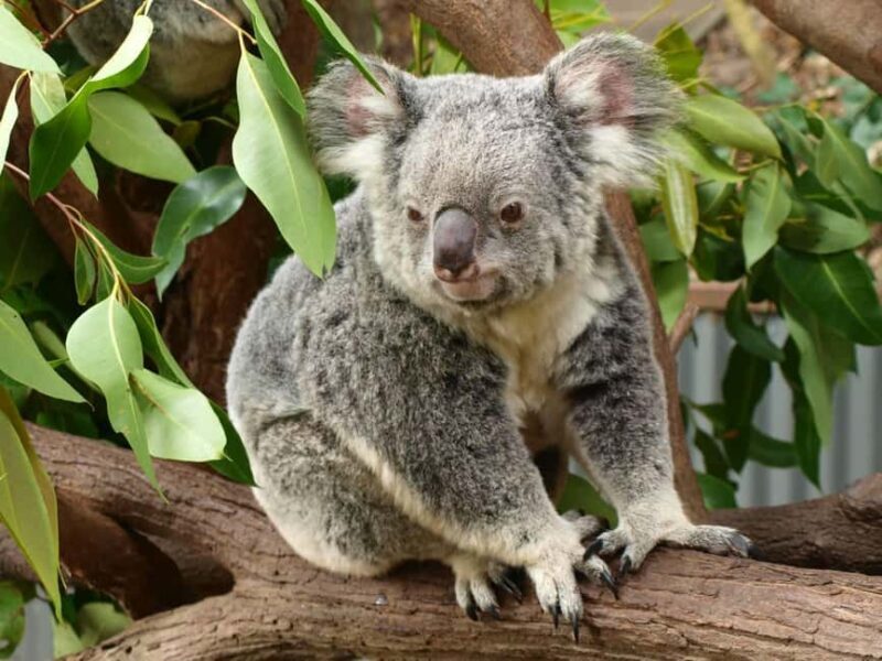 Melbourne: Murray River Paddle Steamer, Wine & Wildlife Tour - A Close Look at the Tour Experience