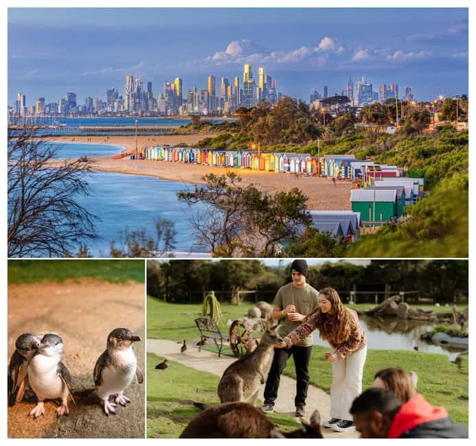Melbourne: Penguin Parade , Koala & Brighton Bathing Boxes - In-Depth Review of the Tour