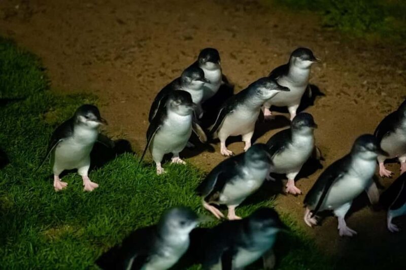 Melbourne: Penguin Parade & Phillip Island Scenic Day Tour - A Complete Breakdown of the Experience