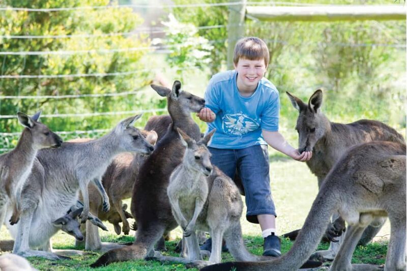 Melbourne: Penguin Parade & Phillip Island Scenic Day Tour - Transportation, Group Size, and Overall Value