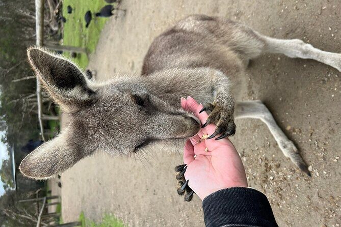 Melbourne Penguin Tour & Wildlife kangaroos koala Emu Tasi Devil - Practical Considerations