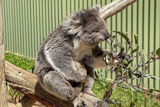 Melbourne Penguin Tour & Wildlife kangaroos koala Emu Tasi Devil - Frequently Asked Questions