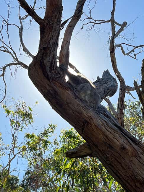 Melbourne: Phillip Island Private Tour including tickets - Short Introduction
