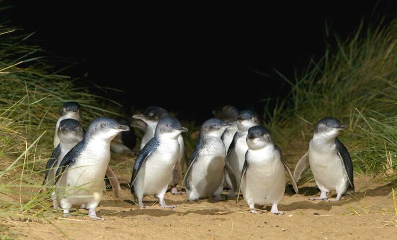 Melbourne: Phillip Island Private Tour with Penguin Parade - Melbourne: Phillip Island Private Tour with Penguin Parade — A Complete Guide
