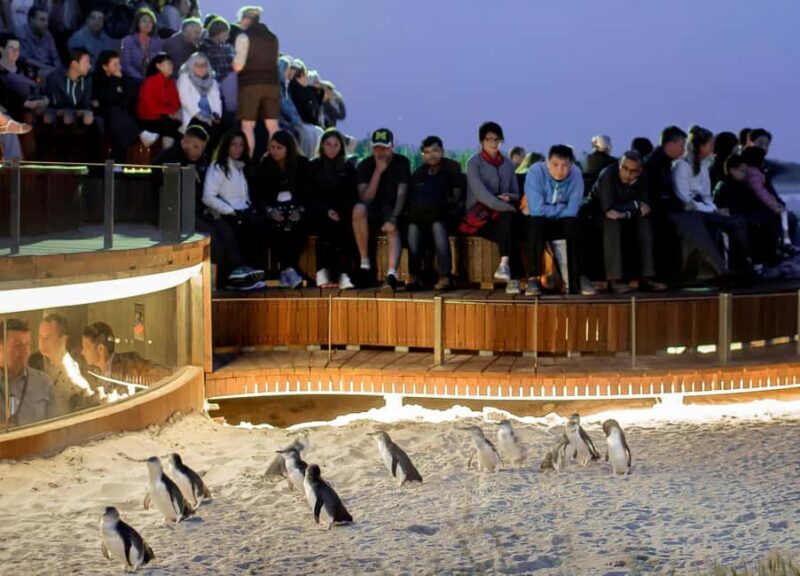 Melbourne: Phillip Island Private Tour with Penguin Parade - A Deep Dive into the Experience