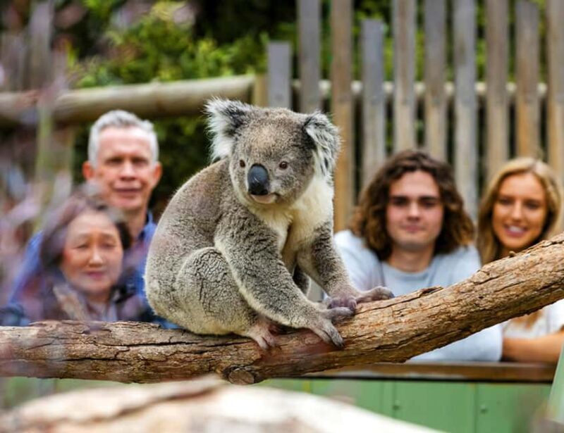 Melbourne: Phillip Island Private Tour with Penguin Parade - A Final Word