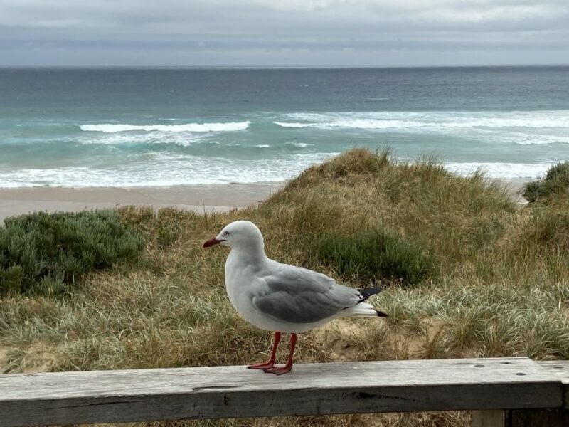 Melbourne: Phillip Island Tour & Penguin Parade - The Sum Up