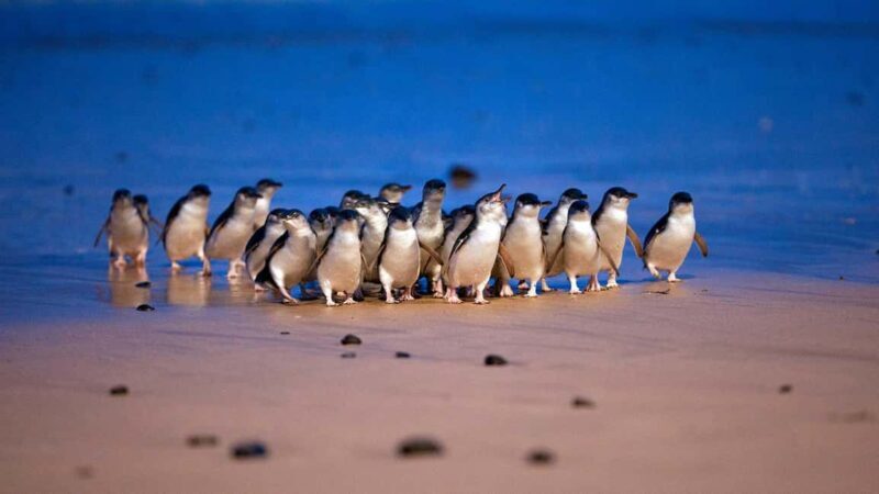 Melbourne: Phillip Island Wildlife Tour & Penguin Parade - Exploring Phillip Island: A Closer Look
