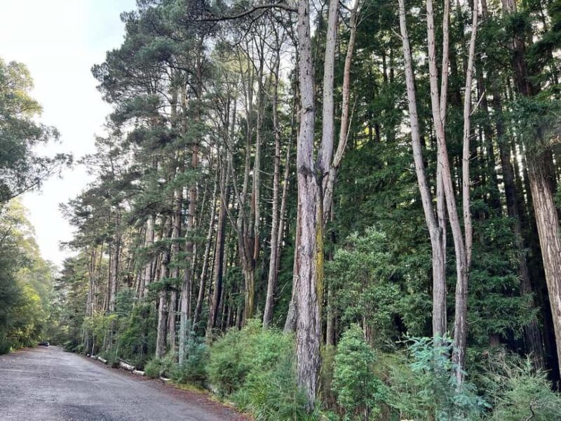 Melbourne: Private Lake Mountain Snow & Redwood Forest Tours - Final Thoughts