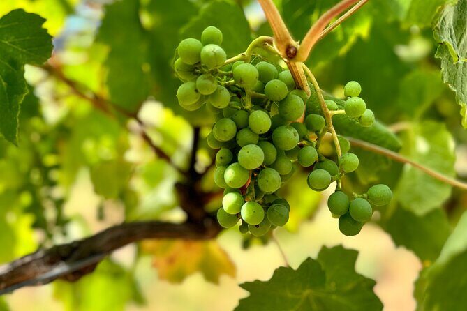 Melbourne: Private Mornington Peninsula & Winery Tours. - FAQs