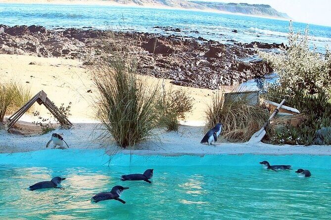 Melbourne Private Penguins Tour wildlife Wine Tour - Melbourne Private Penguins Tour Wildlife & Wine Experience