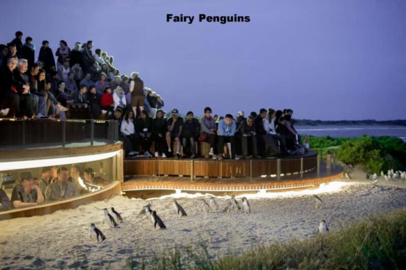 Melbourne: Private Phillip Island Penguin Parade Tour - Key Points
