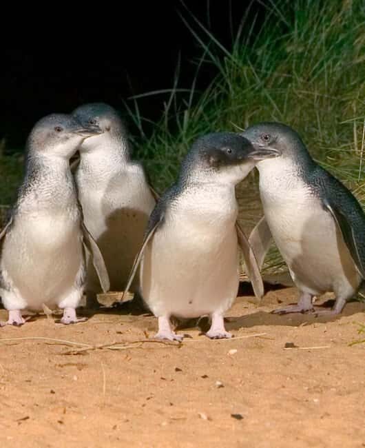 Melbourne: Private Phillip Island Penguin Parade Tour - Authentic Feedback from Travelers