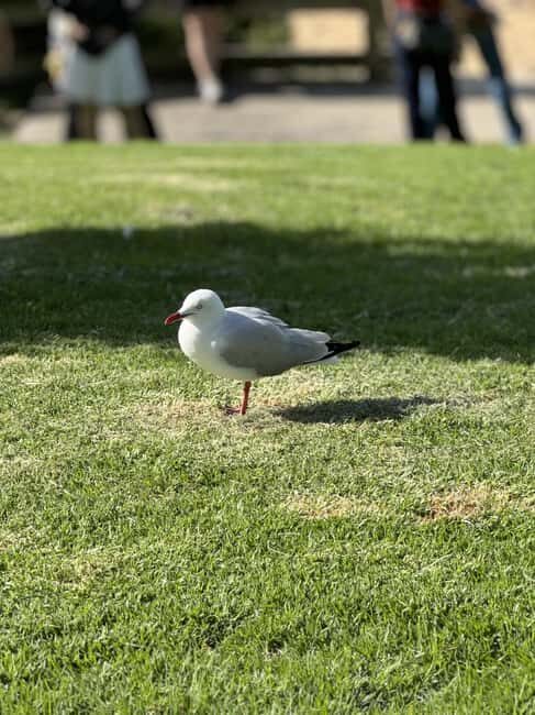 Melbourne: Private Phillip Island Penguin Parade Tours - Who Should Book This Tour?