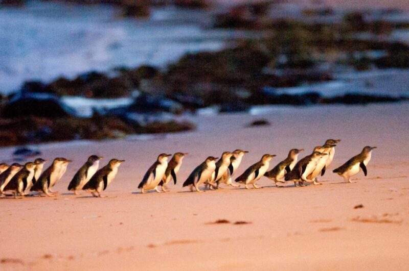 Melbourne: Puffing Billy Penguin Parade Brighton Boxes Tour - Considerations and Tips for Travelers