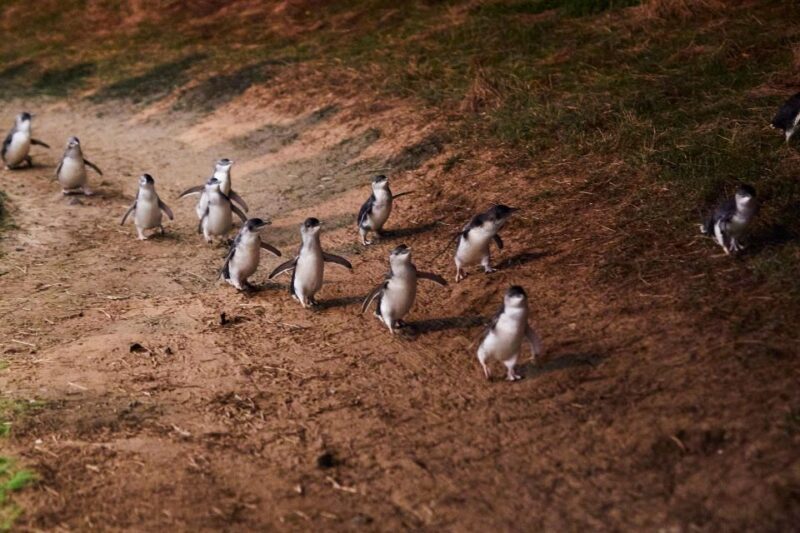 Melbourne: Puffing Billy Penguin Parade Brighton Boxes Tour - Who Will Love This Tour?