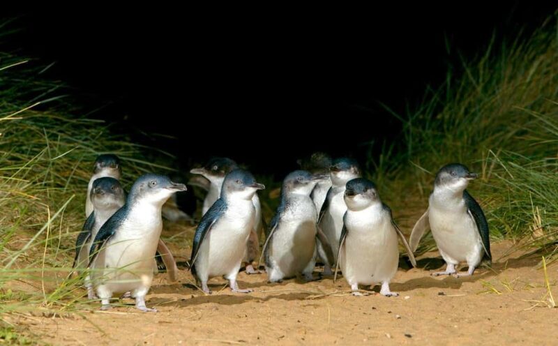 Melbourne: Puffing Billy Railway & Penguin Parade Day Tour - Who This Tour Is Best For