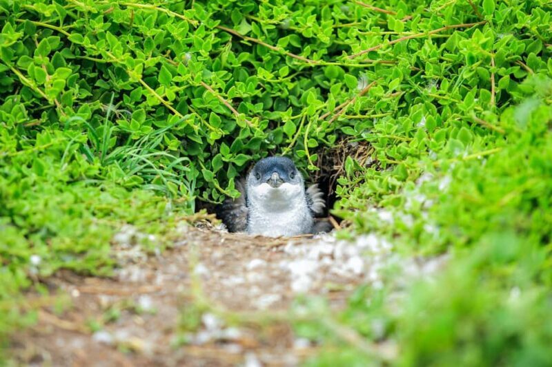 Melbourne: Puffing Billy Steam Train & Penguin Parade Tour - Who Is This Tour Best For?