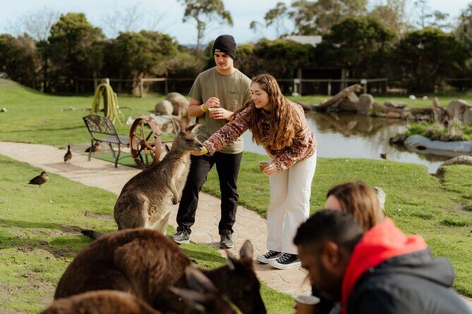 Melbourne Puffing Billy Train and Penguin Parade Day Tour Escape - Final Thoughts: Who Is This Tour For?