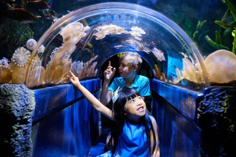 Melbourne: SEA LIFE Aquarium Entrance Ticket - Discover the Wonders of the Sea at Melbourne’s SEA LIFE Aquarium