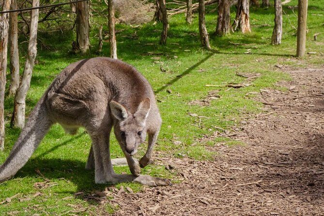 Melbourne Shore Excursion, Aussie Wildlife, Lunch, Wine & Sights - Price and Value