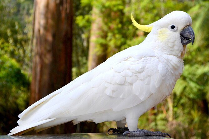 Melbourne Sky High - Private Bush Tour - Experience the Beauty of Melbourne’s Bushland with the Sky High Tour