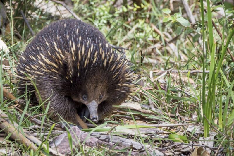 Melbourne to Adelaide: 2-Day Overland Explorer Tour - Final Thoughts