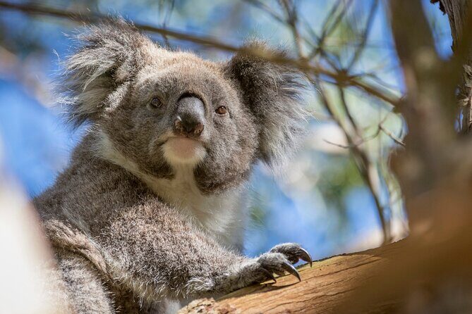 Melbourne to Great Ocean Road & Grampians 3 Day Escape - The Sum Up