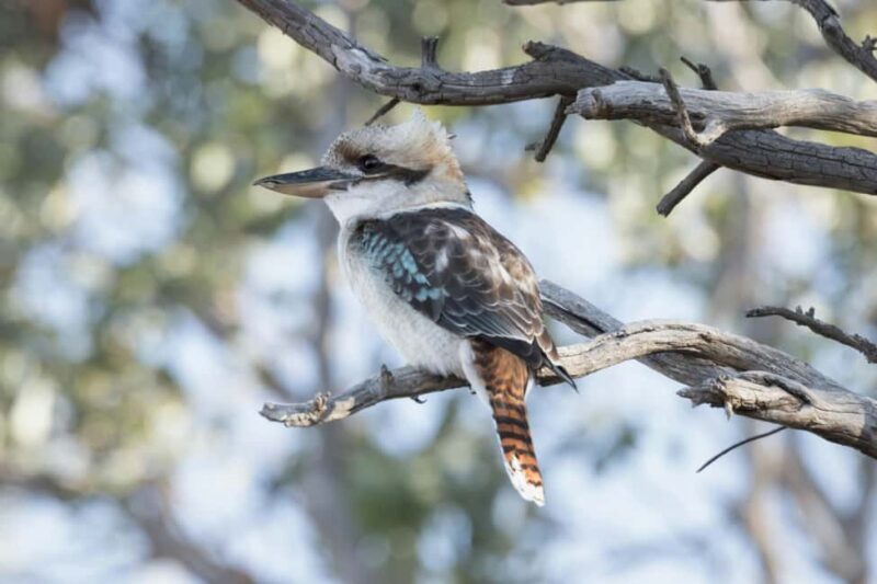 Melbourne: Walk the Yarra to Heritage Abbotsford Convent - FAQ