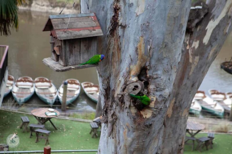 Melbourne: Walk the Yarra to Historic Fairfield Boathouse - The Experience: What to Expect