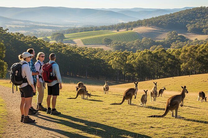 Melbourne wildlife nature hike with Kangaroos and sunset picnic! - Discover the Best of Melbourne’s Yarra Valley on a Wildlife and Wine Tour