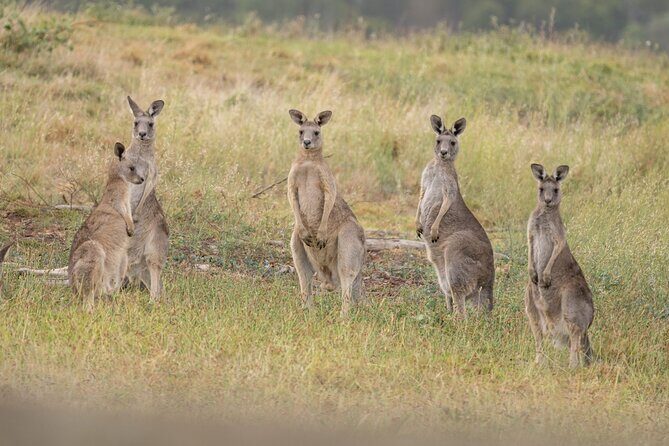 Melbourne wildlife nature hike with Kangaroos and sunset picnic! - FAQ