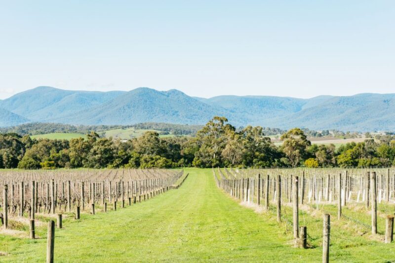 Melbourne: Yarra Valley Wine, Cider, Gin, Beer, & Choc Tour - Key Points