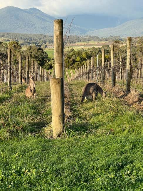 Melbourne: Yarra Valley Wineries Private Car Tour - What to Expect on the Yarra Valley Wineries Tour