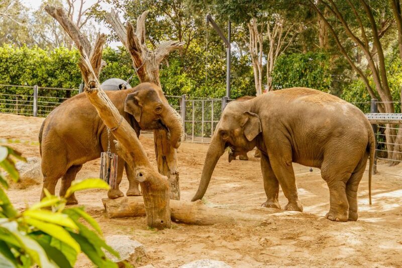 Melbourne Zoo: 1-Day Entry Ticket - Final Thoughts: Is Melbourne Zoo Worth Your Time?