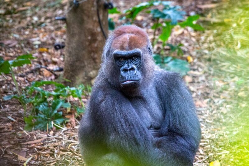 Melbourne Zoo: 1-Day Entry Ticket - FAQ