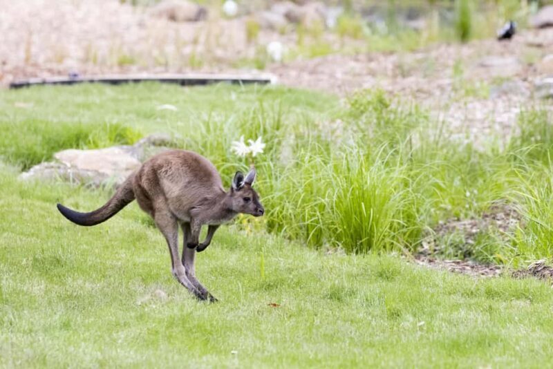 Melbourne Zoo: Australian Wildlife Experience Ticket - An Honest Look at the Experience