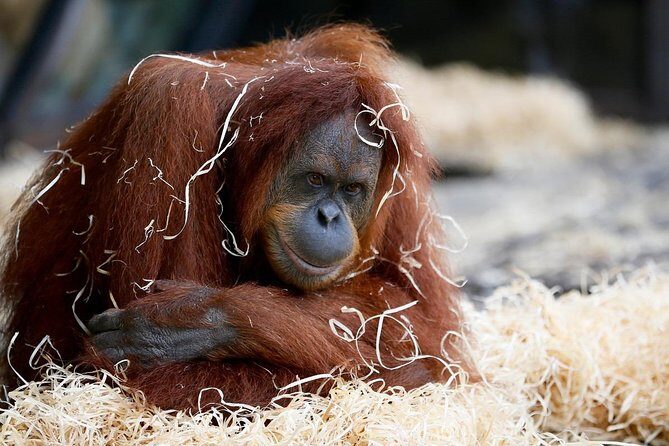 Melbourne Zoo General Entry Ticket - Melbourne Zoo General Entry Ticket: An In-Depth Review