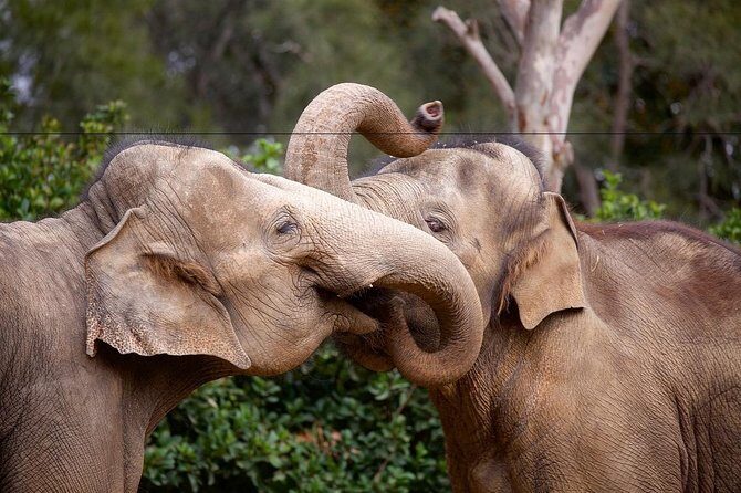 Melbourne Zoo General Entry Ticket - Who Should Visit?