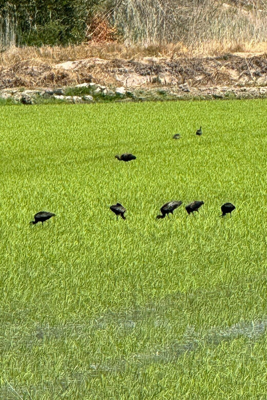 Melides: Moto 4 | Rice fields & Coastal Tour - Exploring Melides: Moto 4 | Rice Fields & Coastal Tour