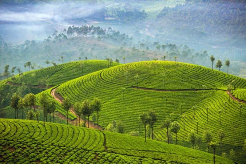 Memorable, Munnar Hill Station Tour (02 Nights / 03 Days) - Frequently Asked Questions