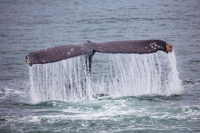 Mendenhall Glacier Visitor Center and Ultimate Whale Watch Combo - An In-Depth Look at the Tour Experience