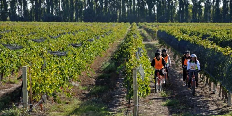 Mendoza: Borges Labyrinth: Lunch, Literary Workshop & Winery - The Sum Up